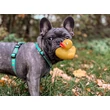 Kép 5/7 - Max & Molly H-hám - Ducklings - XS