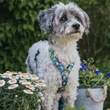 Kép 6/8 - Max & Molly H-hám - Little Monsters - L