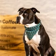 Kép 2/3 - Max & Molly Bandana - Coffee Break - S