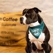 Max & Molly Bandana - Coffee Break - S