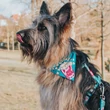 Kép 2/2 - Max & Molly Bandana - Popcorn - S