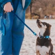 Max & Molly Smart ID nyakörv - Matrix Sky Blue - XS