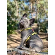 Max & Molly Smart ID macskanyakörv - Ruler - 1 size