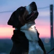 Kép 2/5 - Max & Molly Matrix Ultra LED-lámpa nyakörvre rögzíthető - fehér