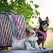 Max & Molly Matrix 2.0 Air Vest hám - Jade/L