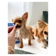 Marly & Dan Calmness Treats for Mini Dog
