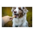 Marly & Dan Energy Treats for Dog