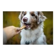 Marly & Dan Immunity Treats for Dog