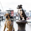 Max&Molly Smart ID Collar nyakörv - Blue Ocean