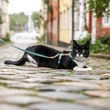 Max&Molly Cat macska póráz és hám szett