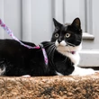 Max&Molly Cat macska póráz és hám szett