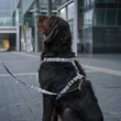 Max&Molly H-Harness hám - Garden