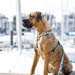 Max&Molly H-Harness hám - Blue Ocean