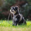 Max & Molly Matrix 2.0 Rope Leash póráz 2m Ø 8mm - Sand/XS-S