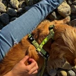 Max & Molly H-hám - Kiwi - S