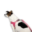 Max&Molly Matrix 2.0 Q-Fit Harness hám - Rose