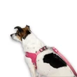 Max & Molly Q-Fit hám - Matrix 2.0 Rose - XS