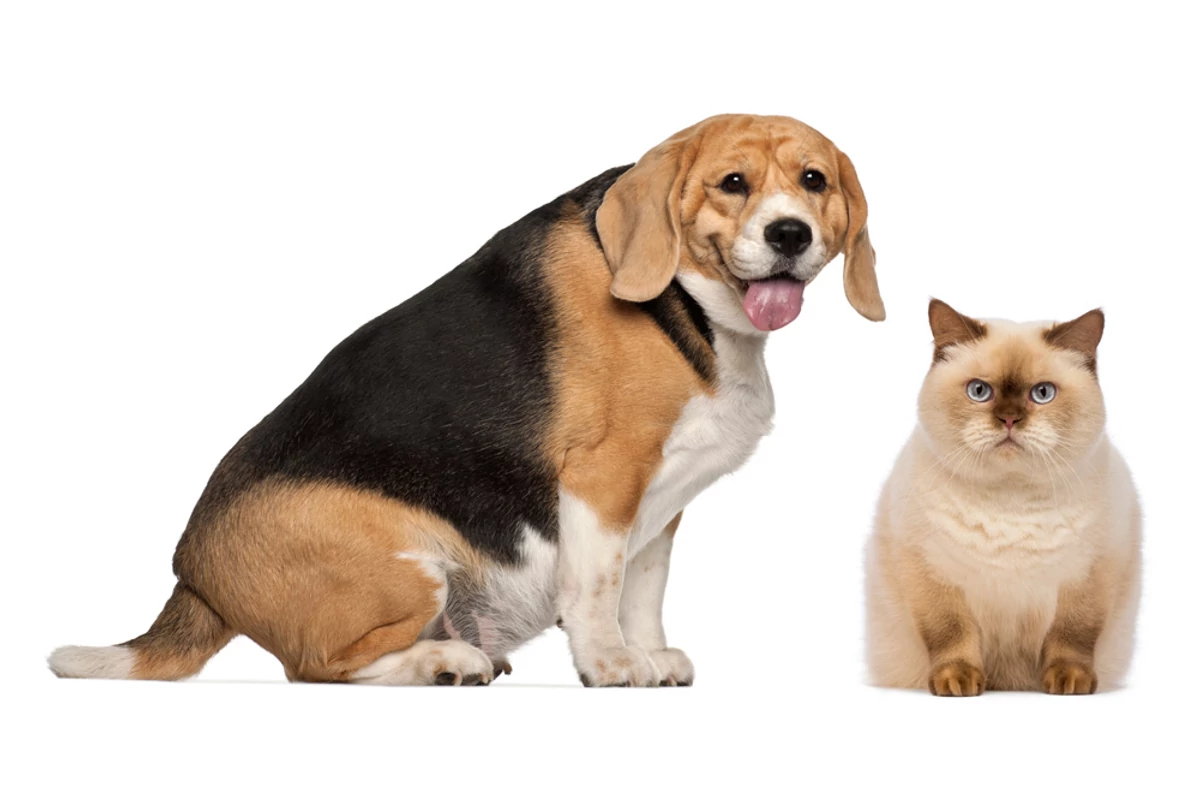 Túlsúly – kedvencednek is rosszat is tesz!