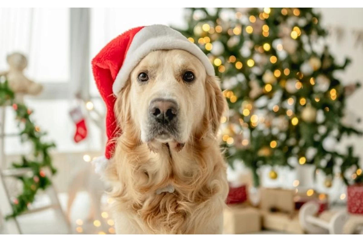 Hangolódj az ünnepekre online adventi kalendáriumunkkal!