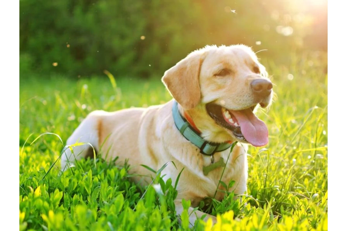 Tavaszi kisokos gazdiknak - kullancsok, bolhák és szezonális allergiák