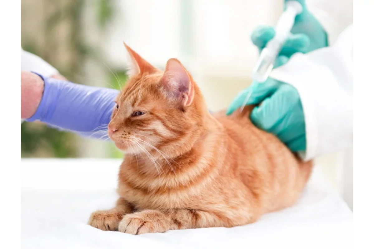 Kijárós cicák életbiztosítása: A FeLV és FIV szűrés