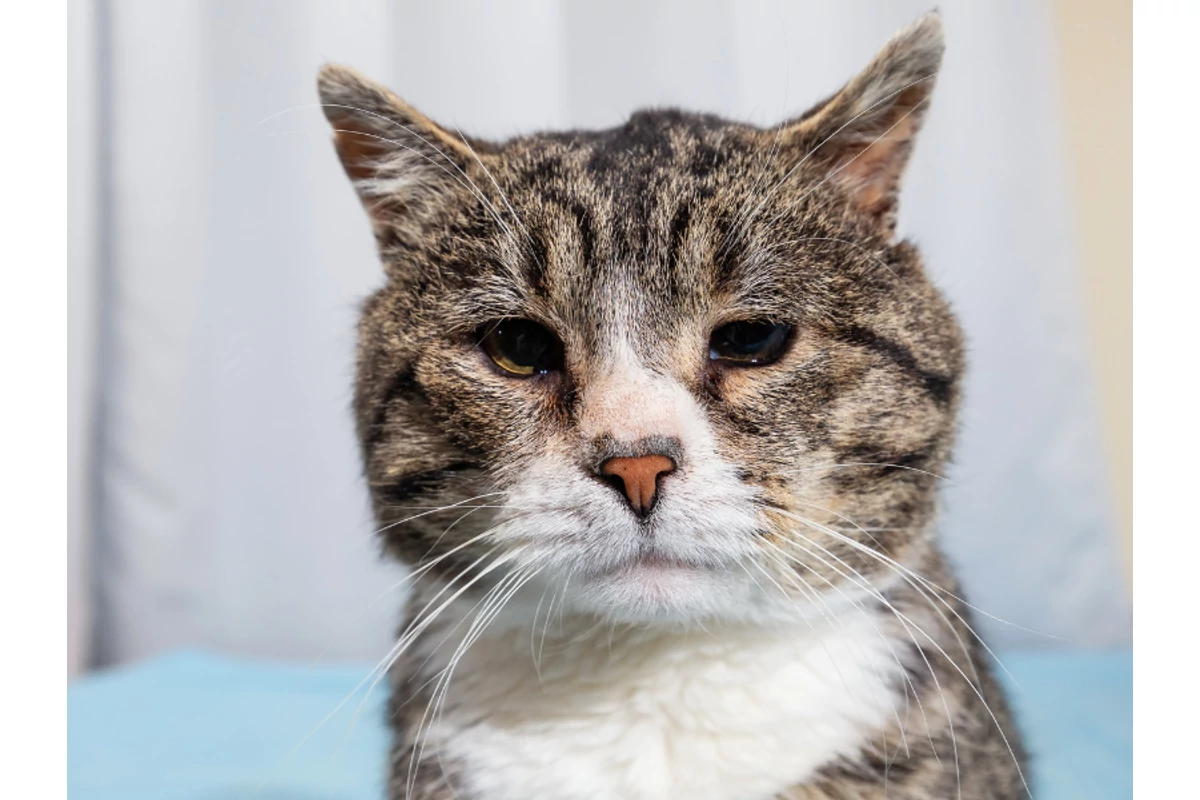 A macskák kognitív diszfunkciós szindrómája (CDS)