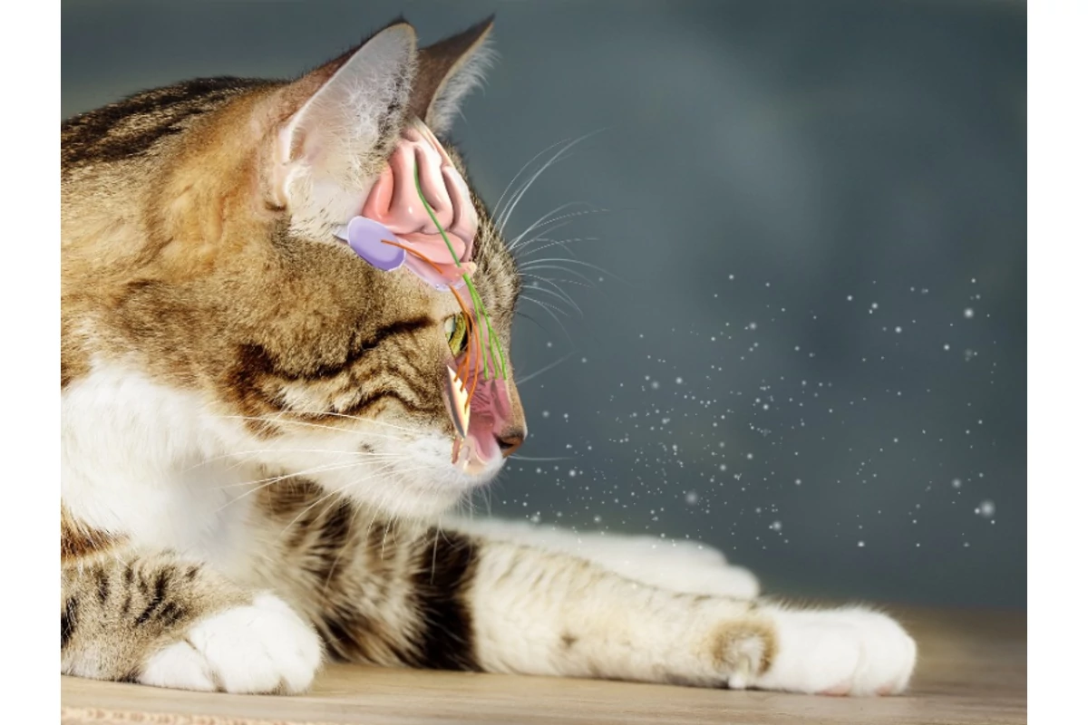 A boldog macskák titkos nyelve: Mit üzennek a feromonok, és miért van rájuk szüksége a te cicádnak is?