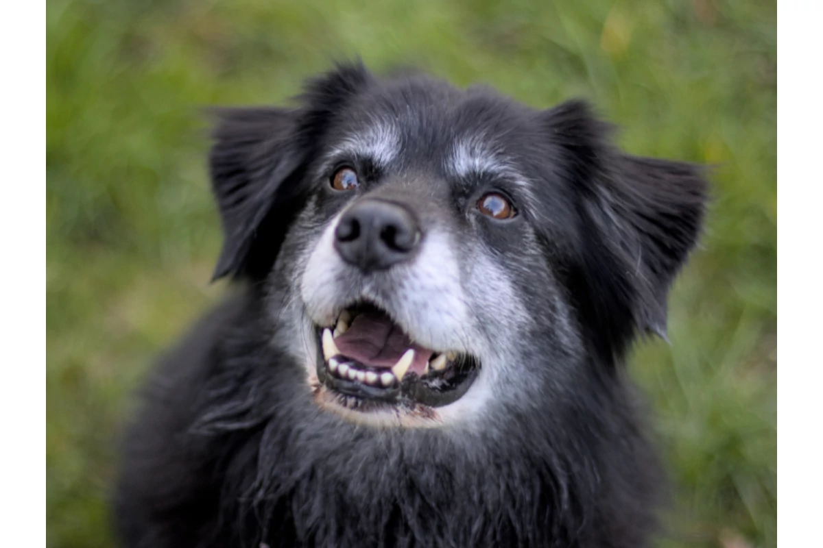 Őszülő pofik - Hogyan gondoskodj idősödő kedvencedről?