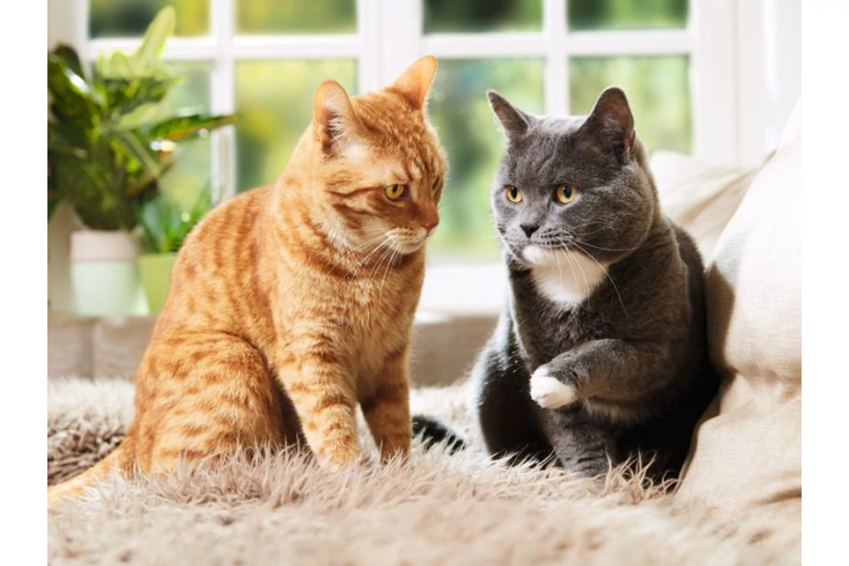 Miért fontos a benti cicák parazitamentesítése?