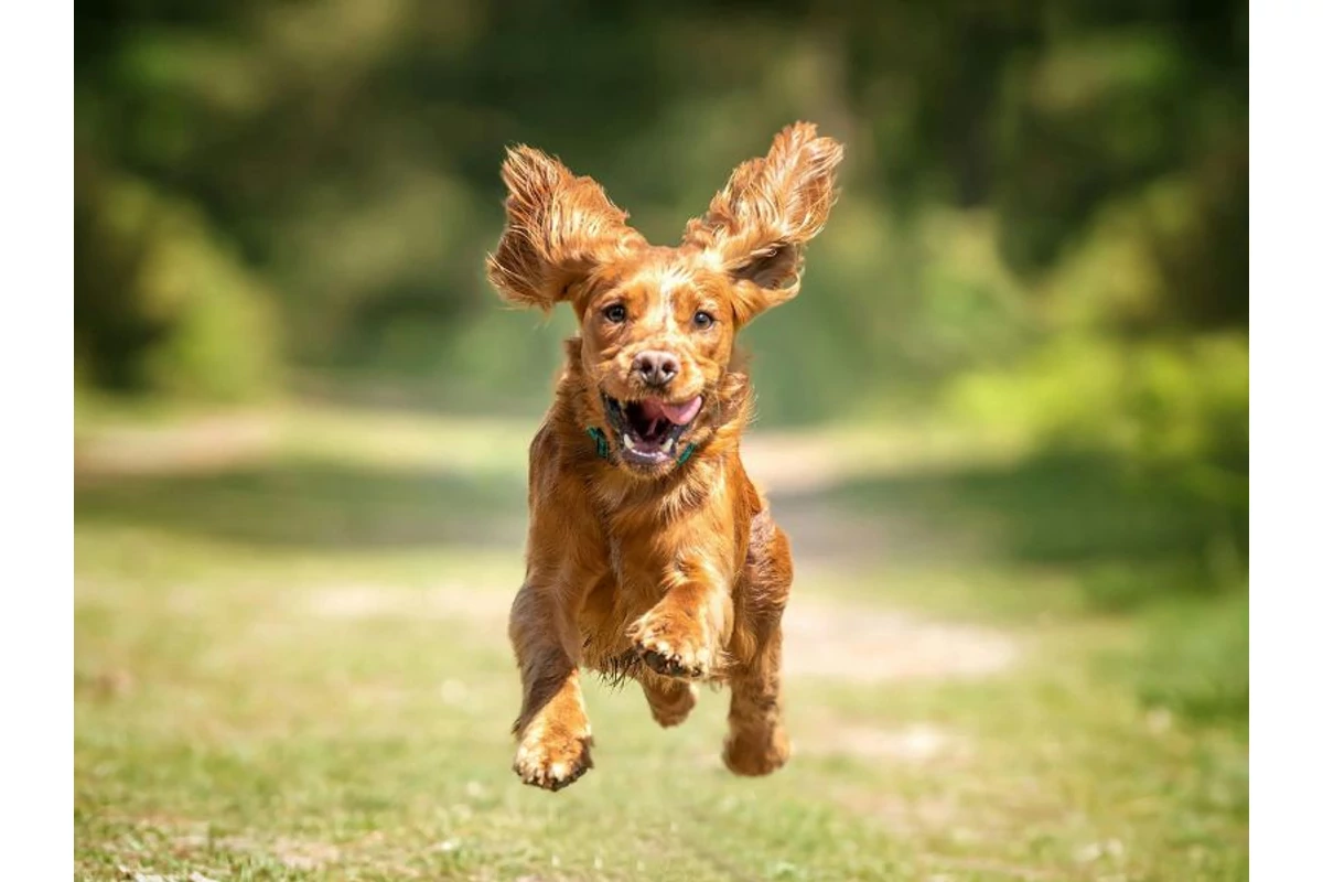 Tavaszi megújulás négylábú kedvenceinknek - Így készítsd fel kutyádat a jó időre!