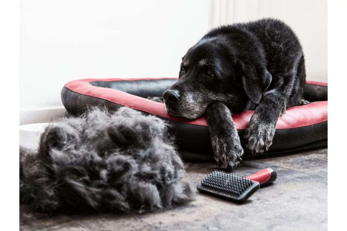 Vedlés vagy valami nagyobb baj? - Így ápold kedvenced szőrét