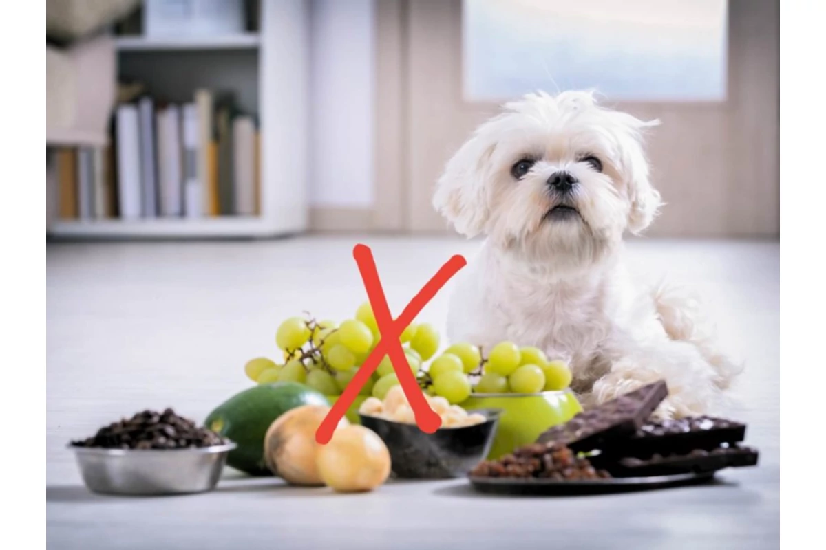Tiltólista a konyhában - Ételek, amelyek mérgezőek a házi kedvencek számára