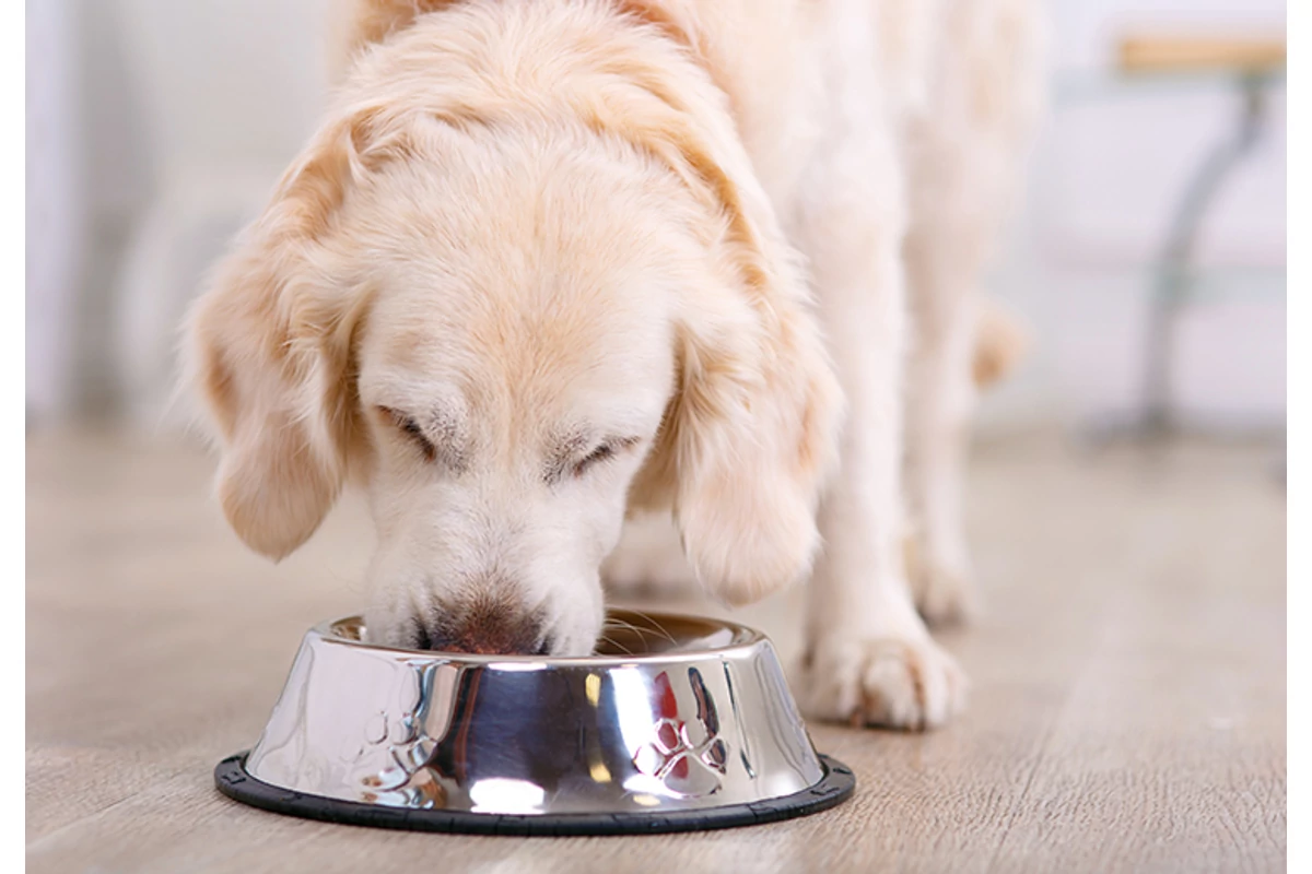 A kutya étrendje: A kiegyensúlyozott étrend fontossága