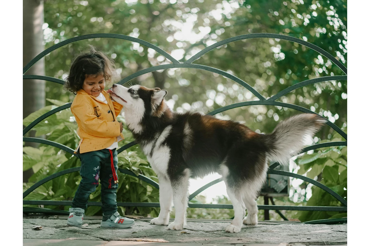 A Cukorbeteg Kutyák Etetése – Hogyan Válasszunk Megfelelő Tápot?