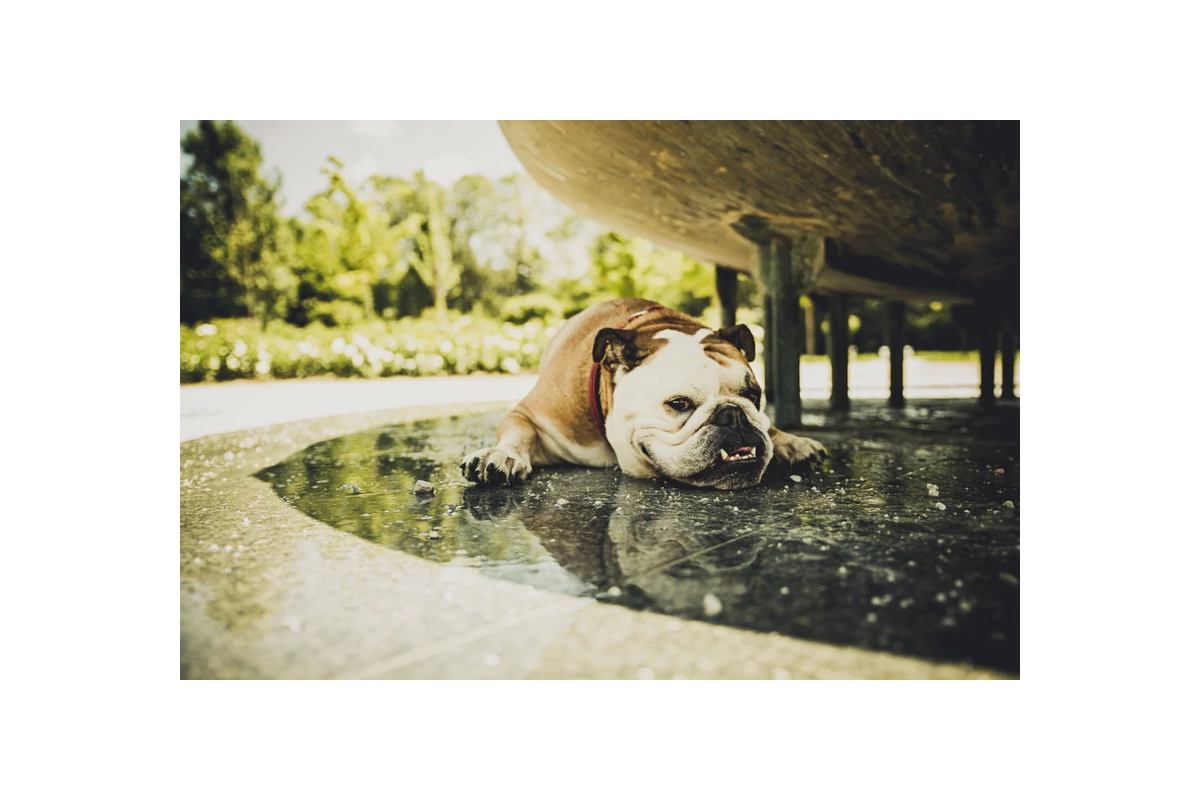 Így előzd meg a hőgutát kedvencednél!