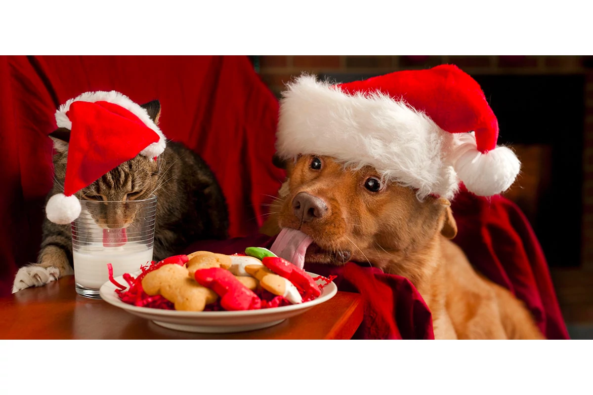 Ünnepi veszélyek – elmondjuk miből ne adj enni kedvencednek!