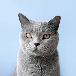 Macska