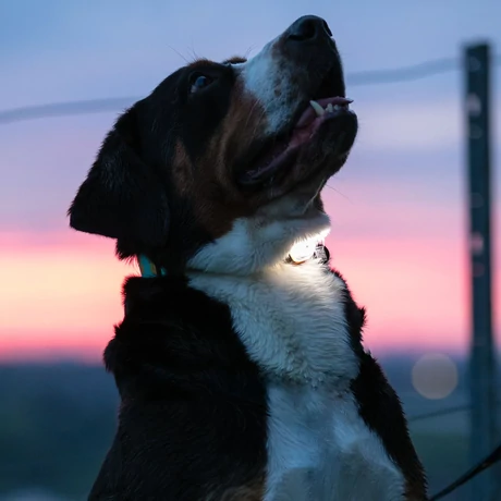 Max & Molly Matrix 2.0 Ultra LED-lámpa nyakörvre rögzíthető - Black