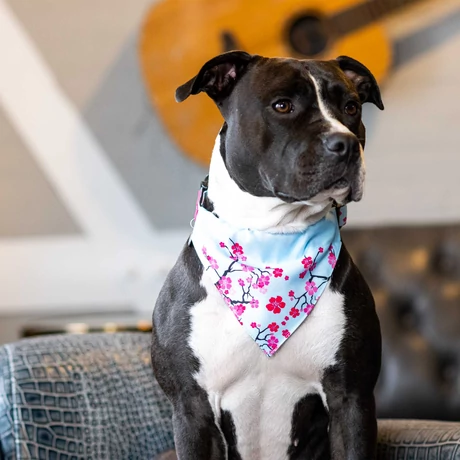 Max & Molly Bandana - Cherry Bloom - S