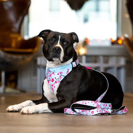 Max & Molly Bandana - Cherry Bloom - S