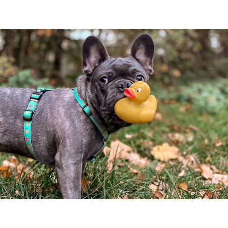 Max & Molly H-hám - Ducklings - XS