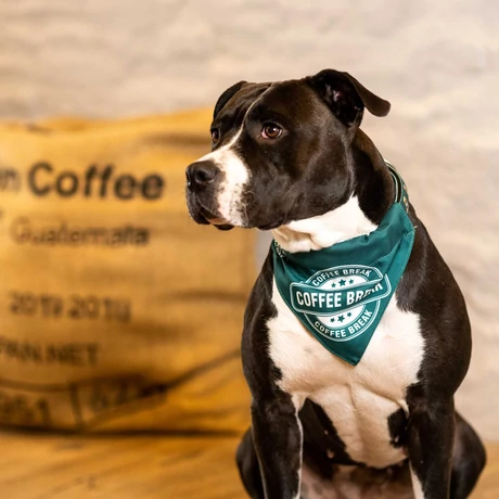 Max & Molly Bandana - Coffee Break - S