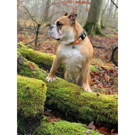 Max & Molly Smart ID nyakörv - Ethnic - XS