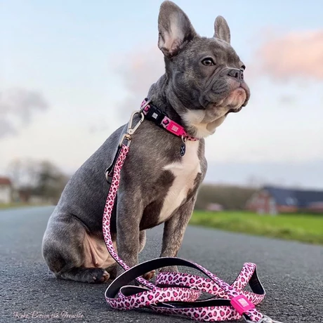 Max & Molly Smart ID macskanyakörv - Leopard Pink - 1 size