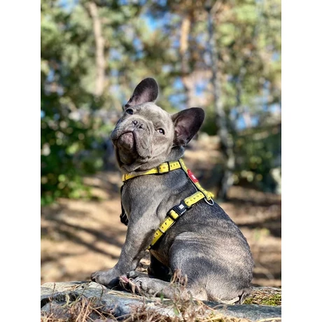 Max & Molly Smart ID macskanyakörv - Ruler - 1 size