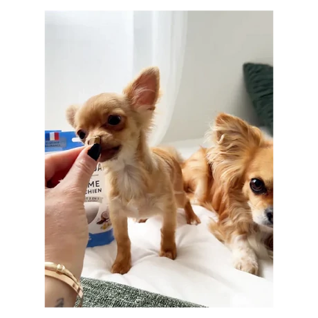 Marly & Dan Digestion Treats for Mini Dog