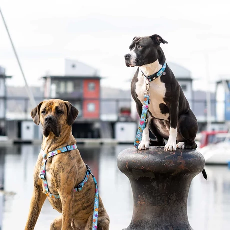 Max&Molly Smart ID Collar nyakörv - Blue Ocean