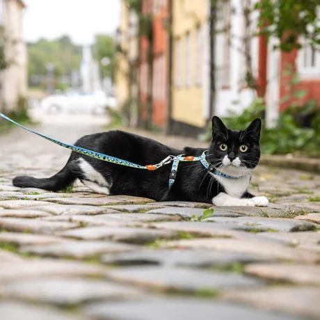 Max&Molly Cat macska póráz és hám szett