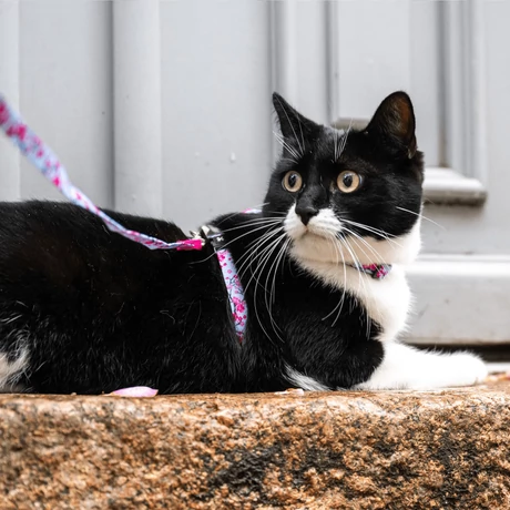 Max&Molly Cat macska póráz és hám szett