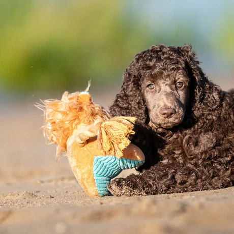 Max & Molly Huggles Toy sípolós plüss - Lion George